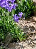 Campanula lehmanniana