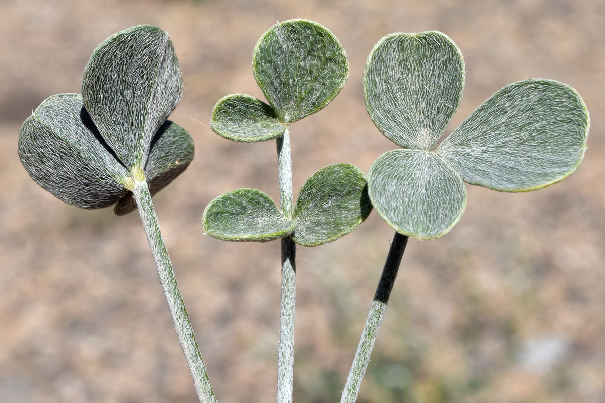 Изображение особи Astragalus brachyrachis.