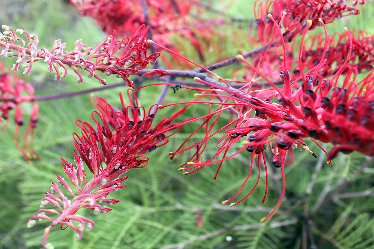 Image of genus Grevillea specimen.