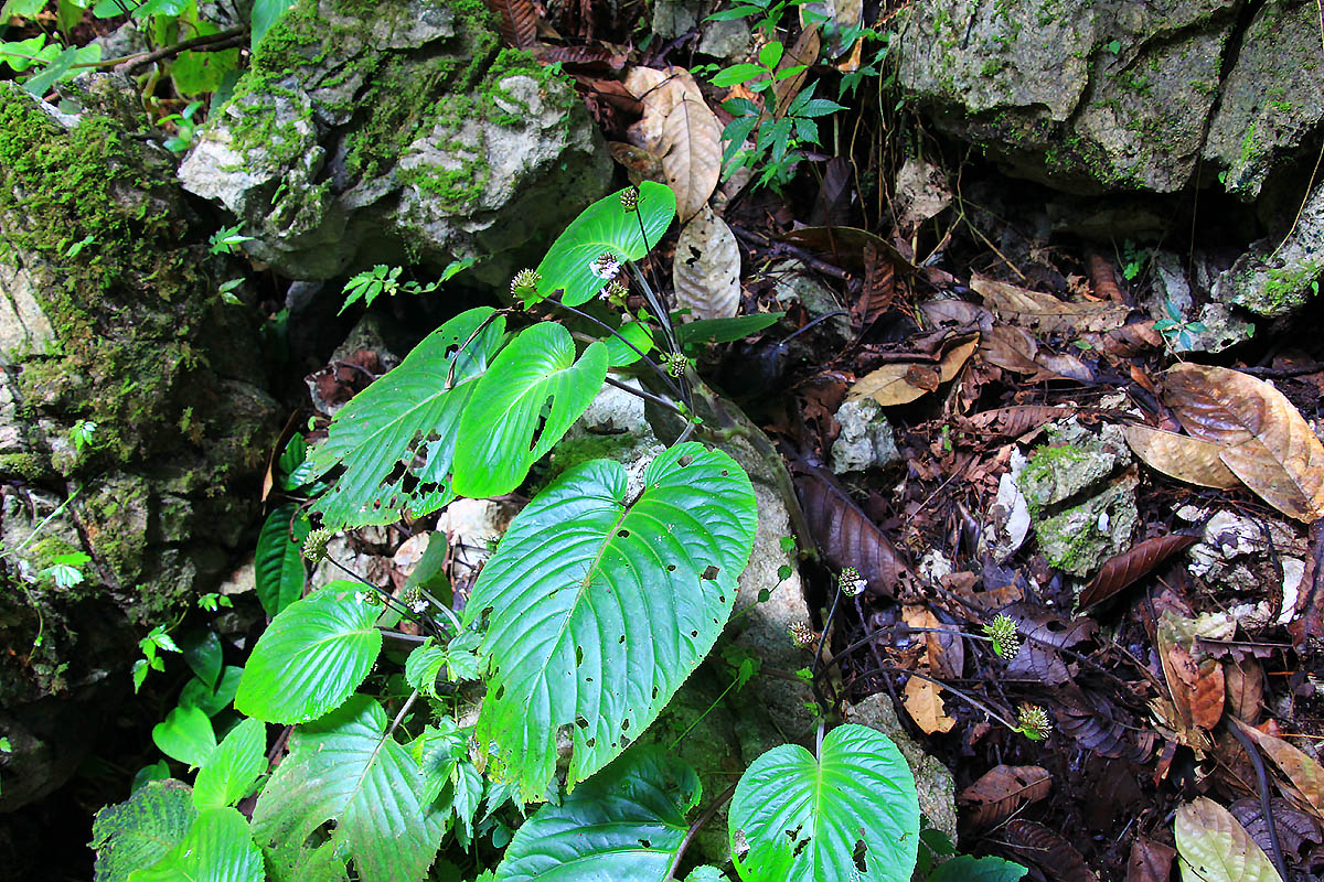Image of familia Gesneriaceae specimen.