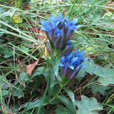 Gentiana septemfida. Цветущее растение. Карачаево-Черкесия, Зеленчукский р-н, долина р. Ходюк. 19.08.2010.