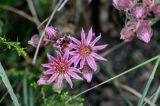 Sempervivum caucasicum