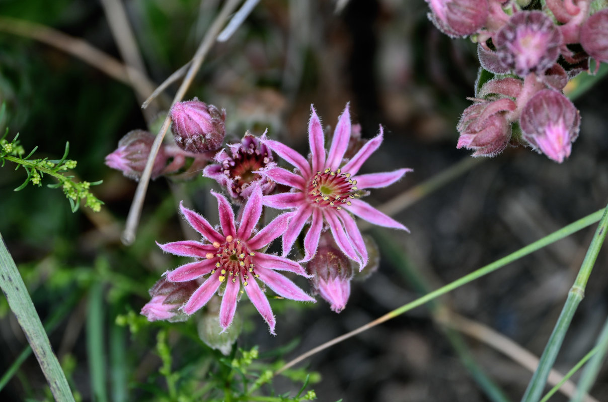 Image of Sempervivum caucasicum specimen.
