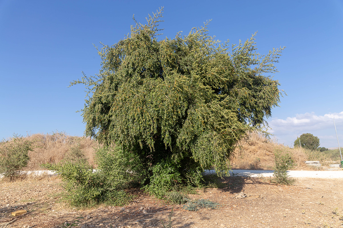 Image of Ziziphus spina-christi specimen.