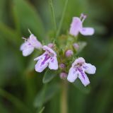 Thymus collinus