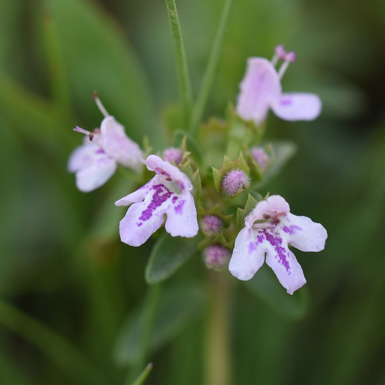 Изображение особи Thymus collinus.