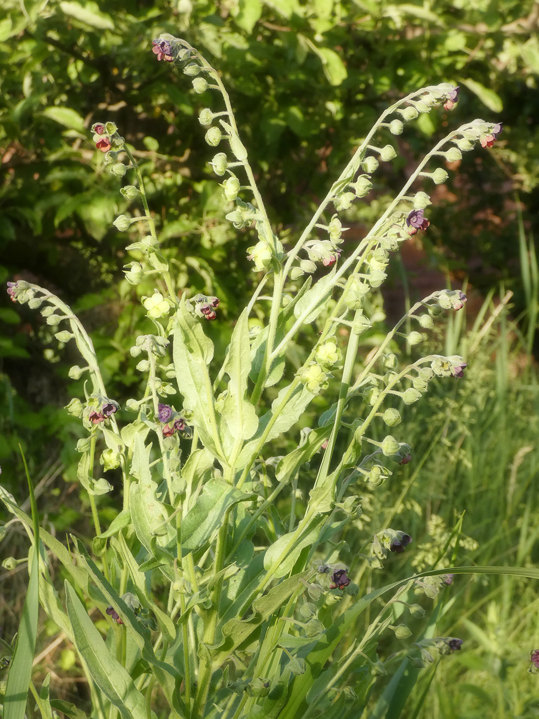 Изображение особи Cynoglossum officinale.