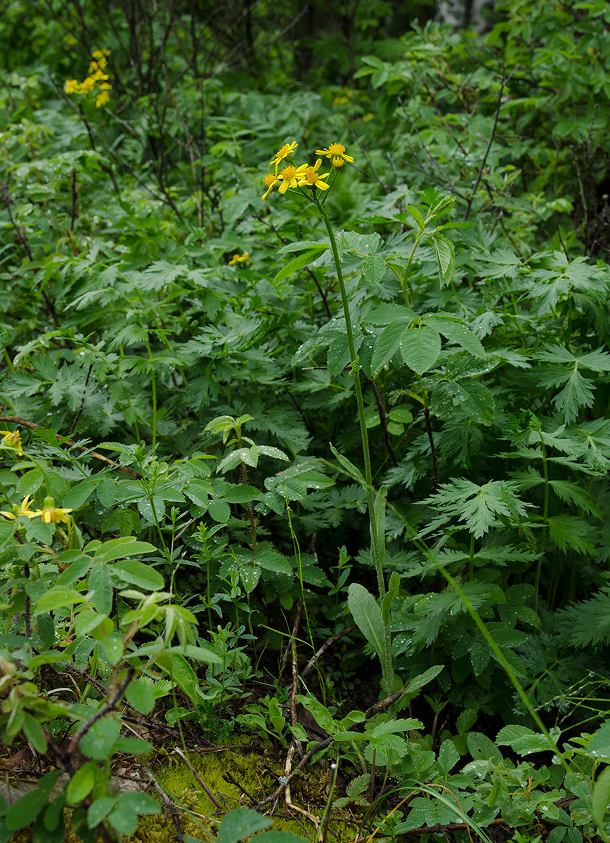 Изображение особи Tephroseris integrifolia.