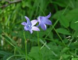 Campanula turczaninovii. Цветки. Иркутская обл., Слюдянский р-н, окр. пос. Култук, склон сопки, редкий смешанный лес. 26.06.2022.