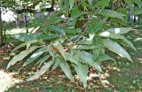 Quercus acutissima. Нижние ветви. Абхазия, г. Сухум, Сухумский ботанический сад. 25.09.2022.