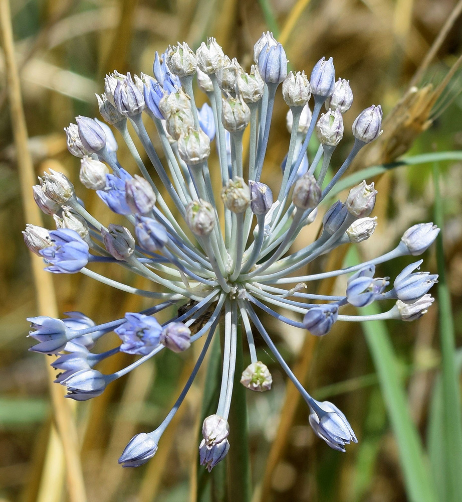 Изображение особи Allium caesium.