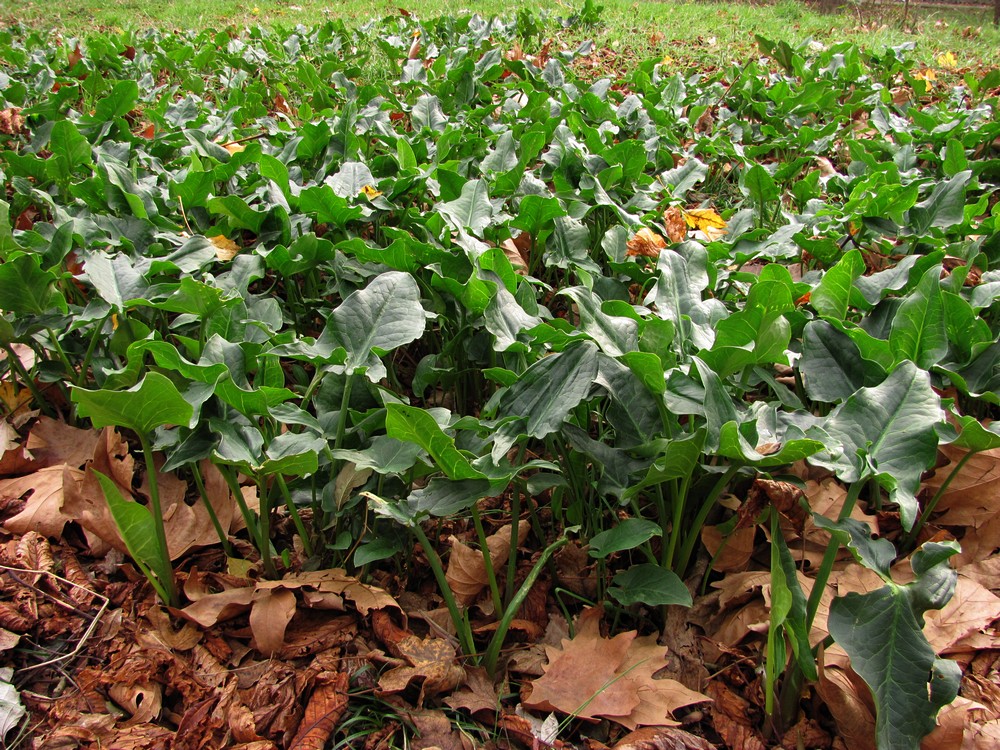 Image of genus Arum specimen.