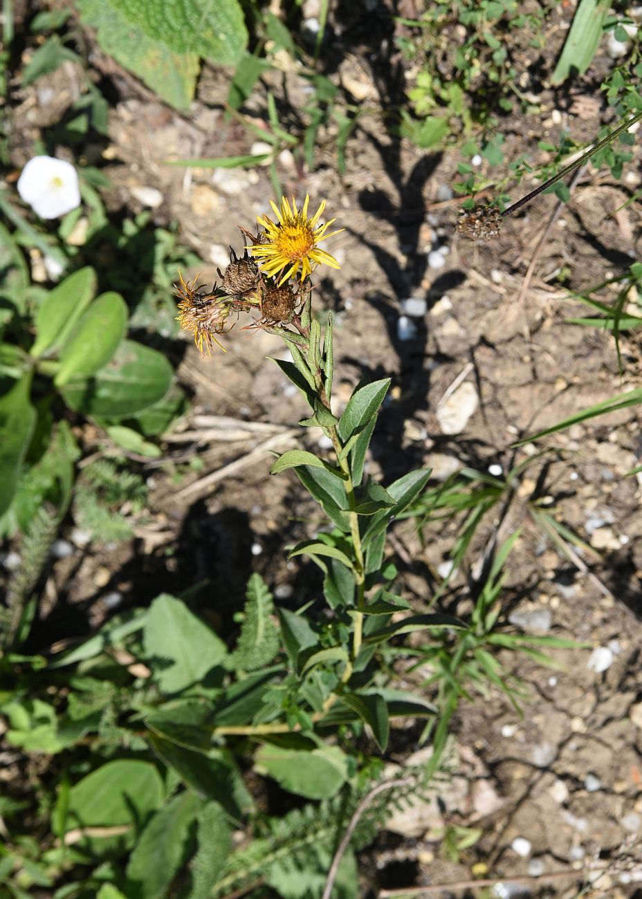 Изображение особи Inula aspera.