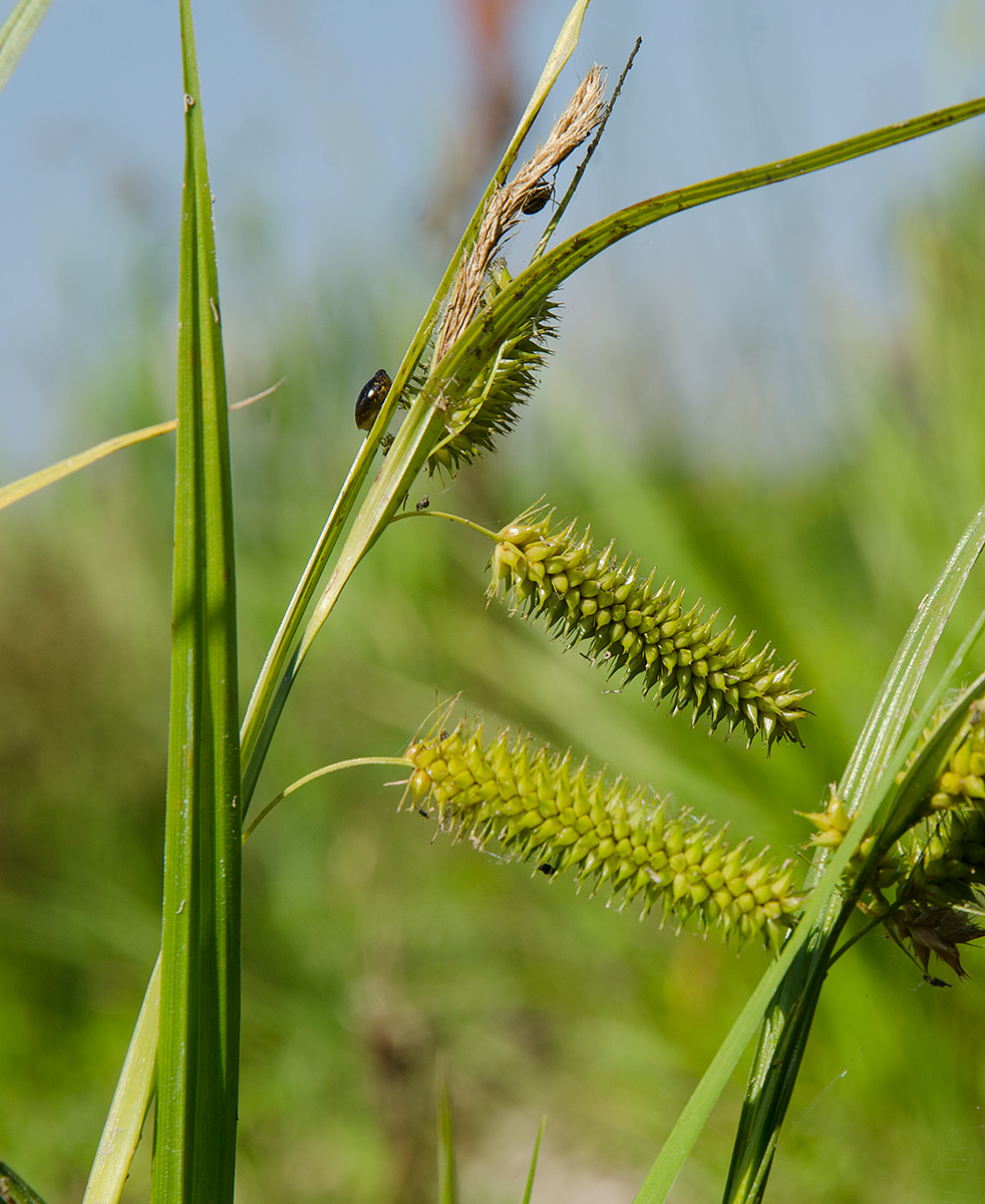 Изображение особи Carex pseudocyperus.