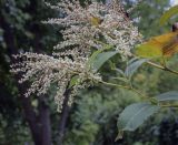 Reynoutria sachalinensis. Верхушка цветущего растения. Москва, ГБС, экспозиция растений природной флоры России. 15.09.2022.