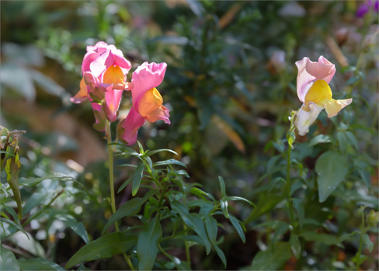 Изображение особи Antirrhinum majus.
