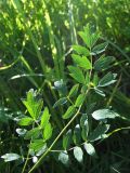 Thalictrum simplex