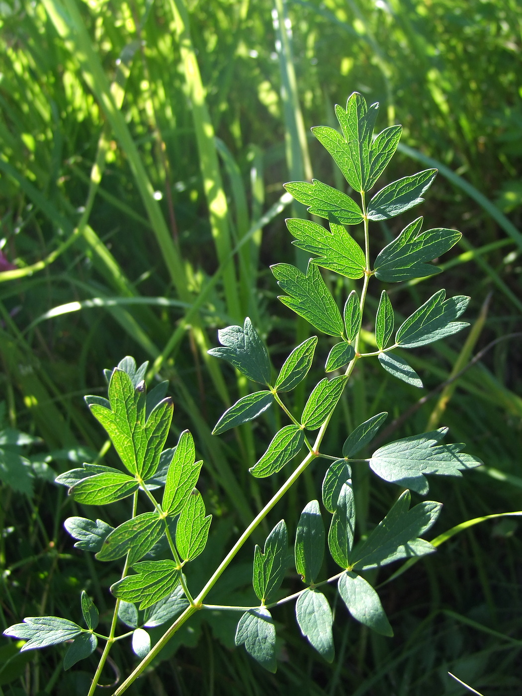 Изображение особи Thalictrum simplex.