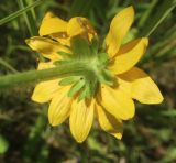 Rudbeckia bicolor