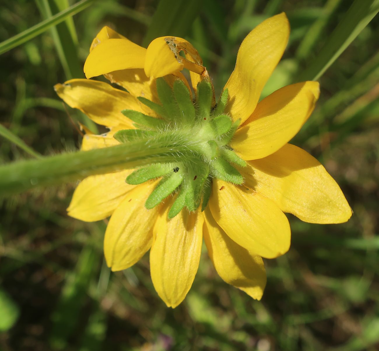 Image of Rudbeckia bicolor specimen.