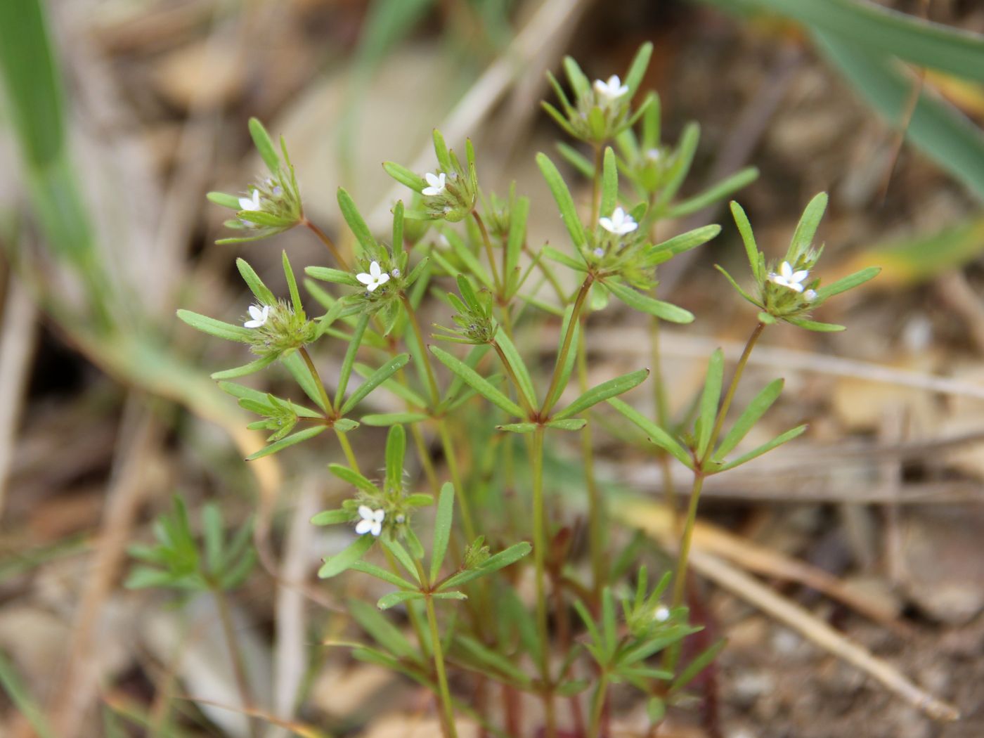 Изображение особи Asperula setosa.