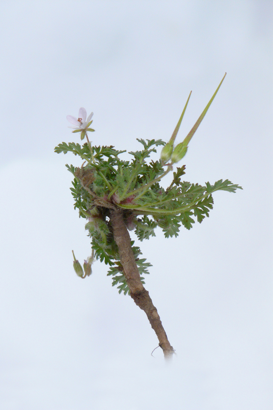 Изображение особи Erodium cicutarium.