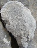 Lobothallia lacteola