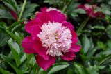 Paeonia lactiflora. Цветок (культивар). Алтай, Чемальский р-н, с. Элекмонар, в культуре. 06.07.2021.