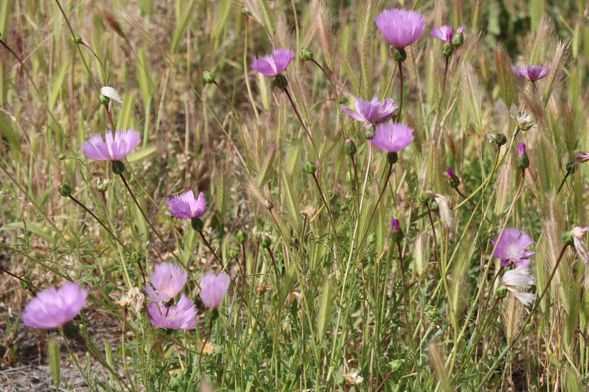 Image of Amberboa moschata specimen.