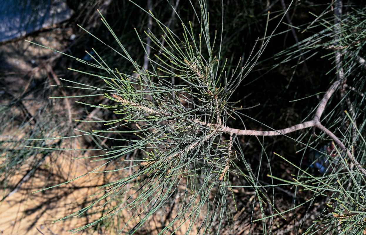 Image of Casuarina equisetifolia specimen.