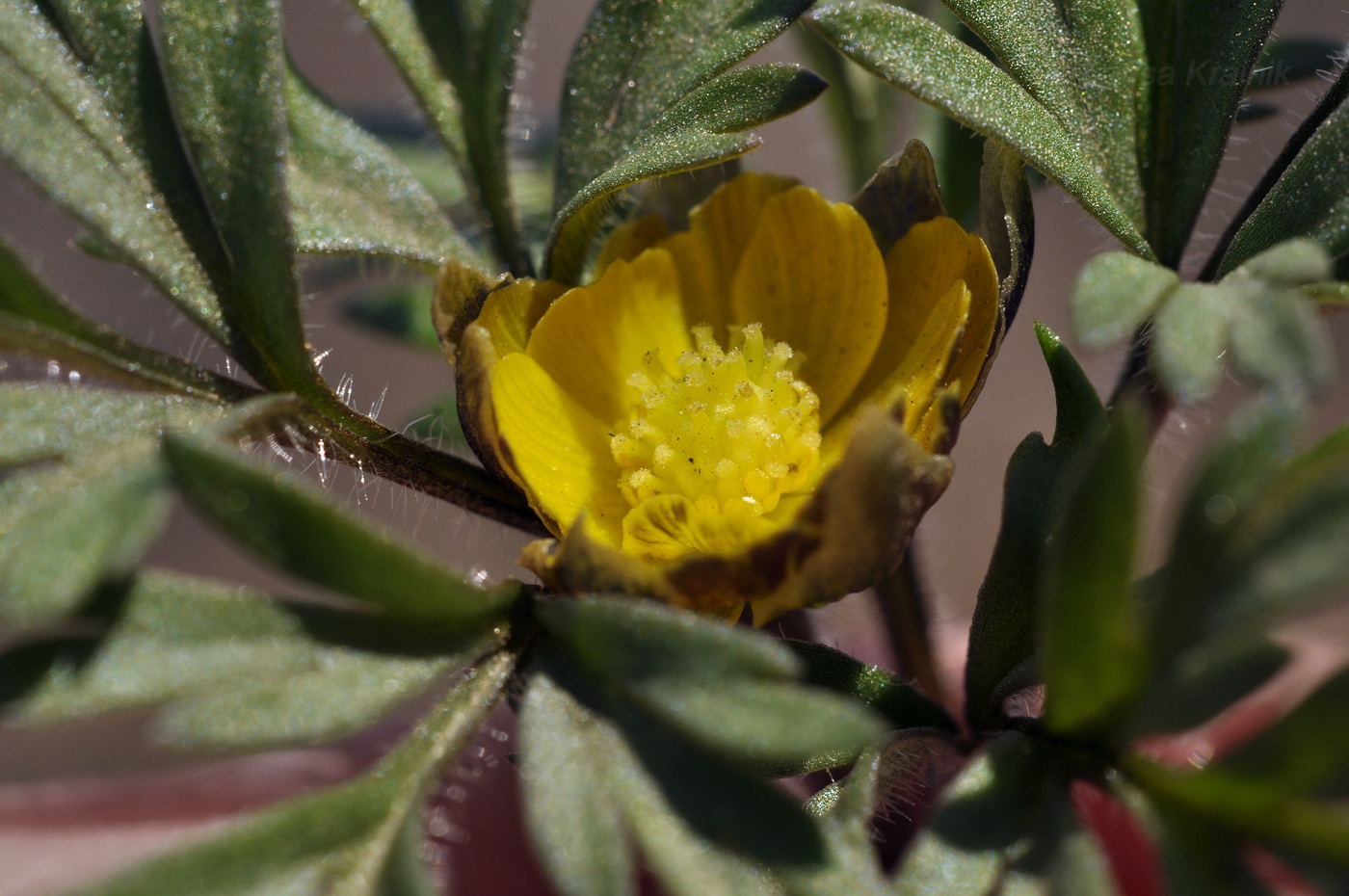 Image of Adonis amurensis specimen.