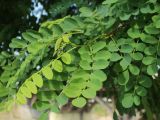 Robinia pseudoacacia. Листья (в т.ч. молодые). Беларусь, г. Витебск, площадь Тысячелетия Витебска, в озеленении. 17.06.2023.