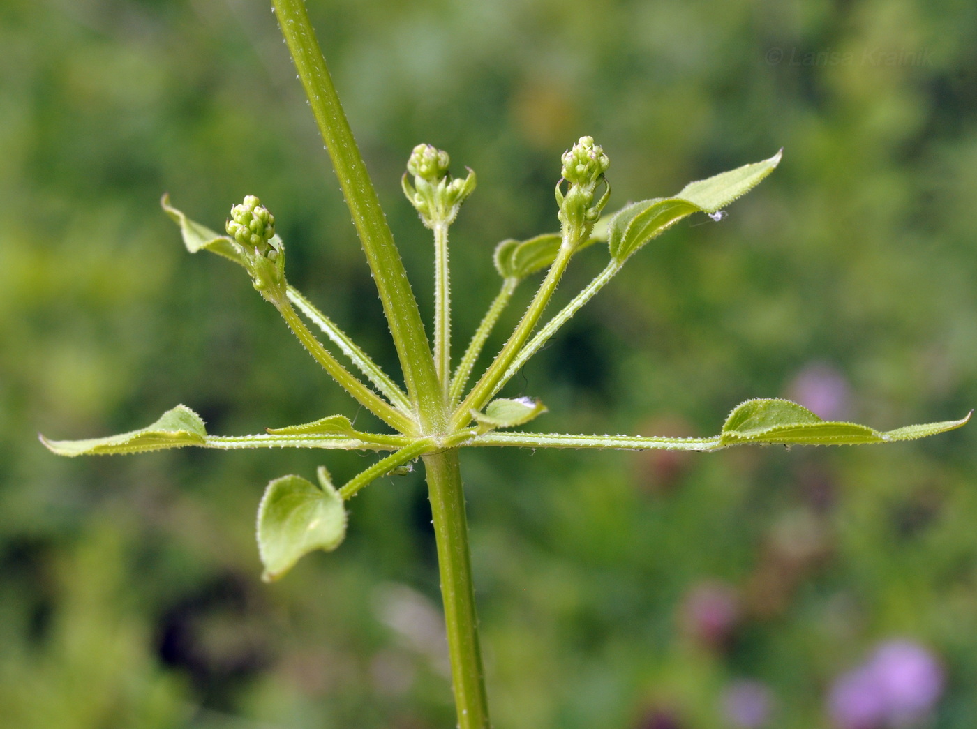 Изображение особи Rubia cordifolia.