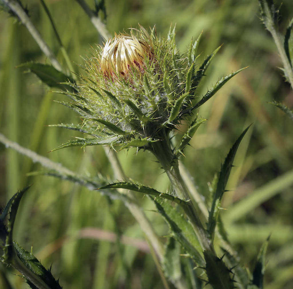 Image of Carlina biebersteinii specimen.