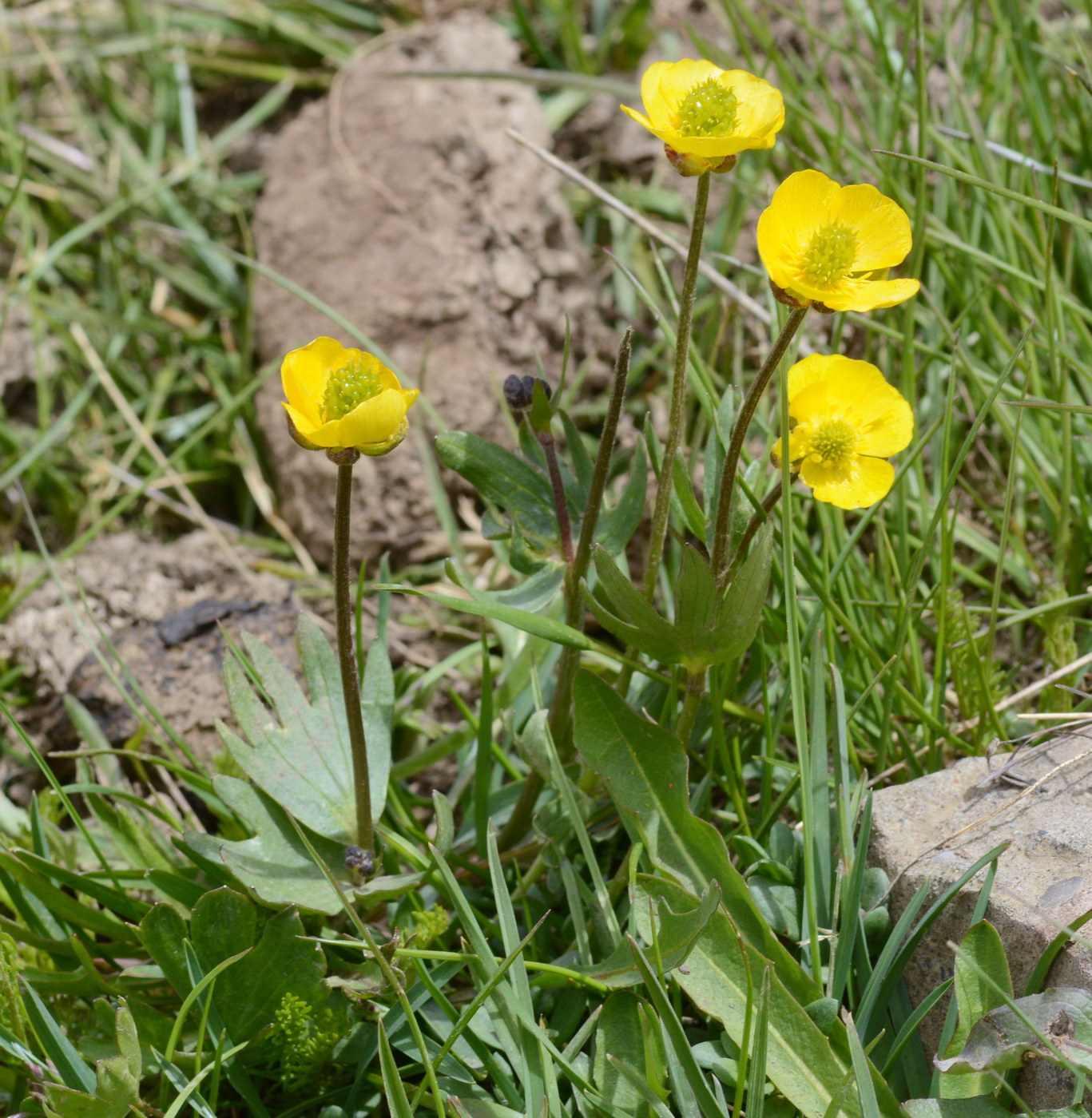 Изображение особи род Ranunculus.