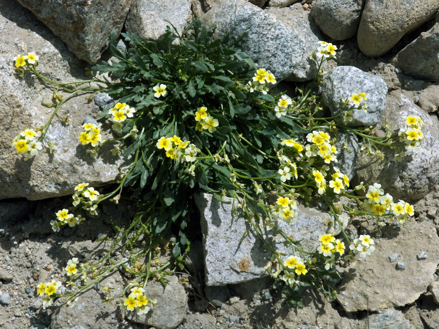 Image of Chorispora sabulosa specimen.