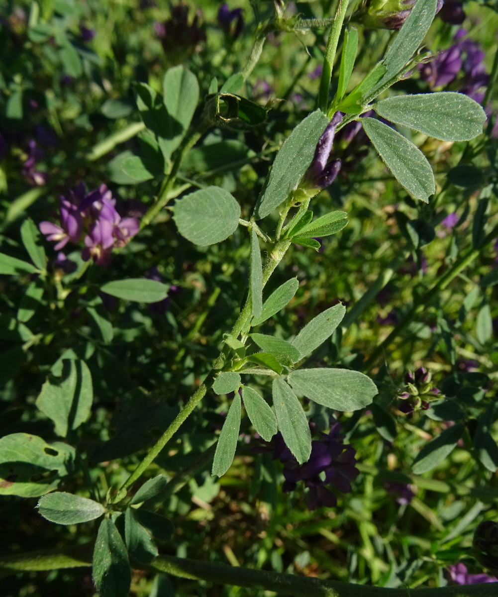 Image of Medicago sativa specimen.