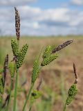 Carex cespitosa