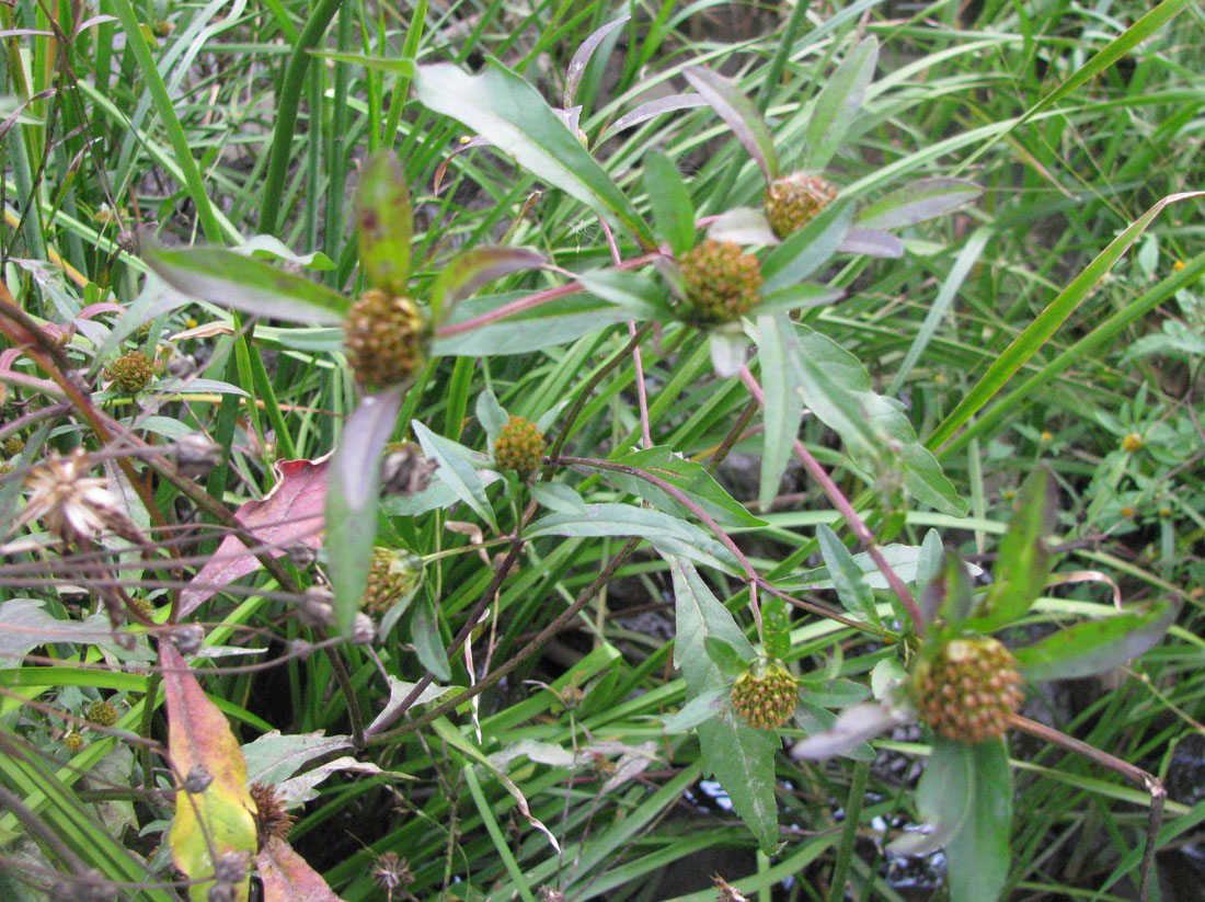 Image of Bidens connata specimen.