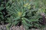 Cirsium semenowii