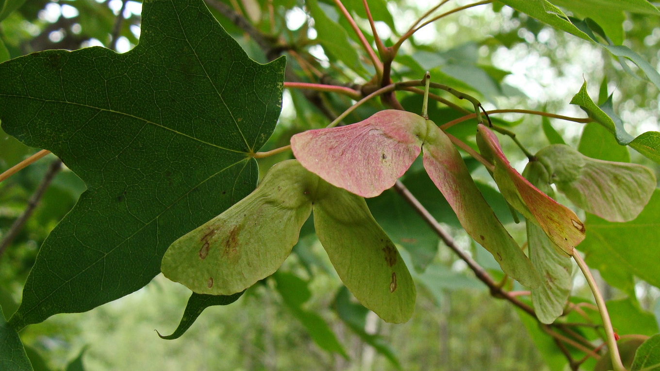 Image of Acer mono specimen.