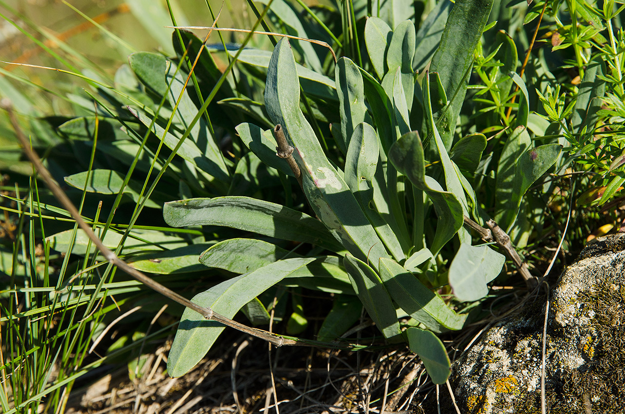 Image of Gypsophila altissima specimen.