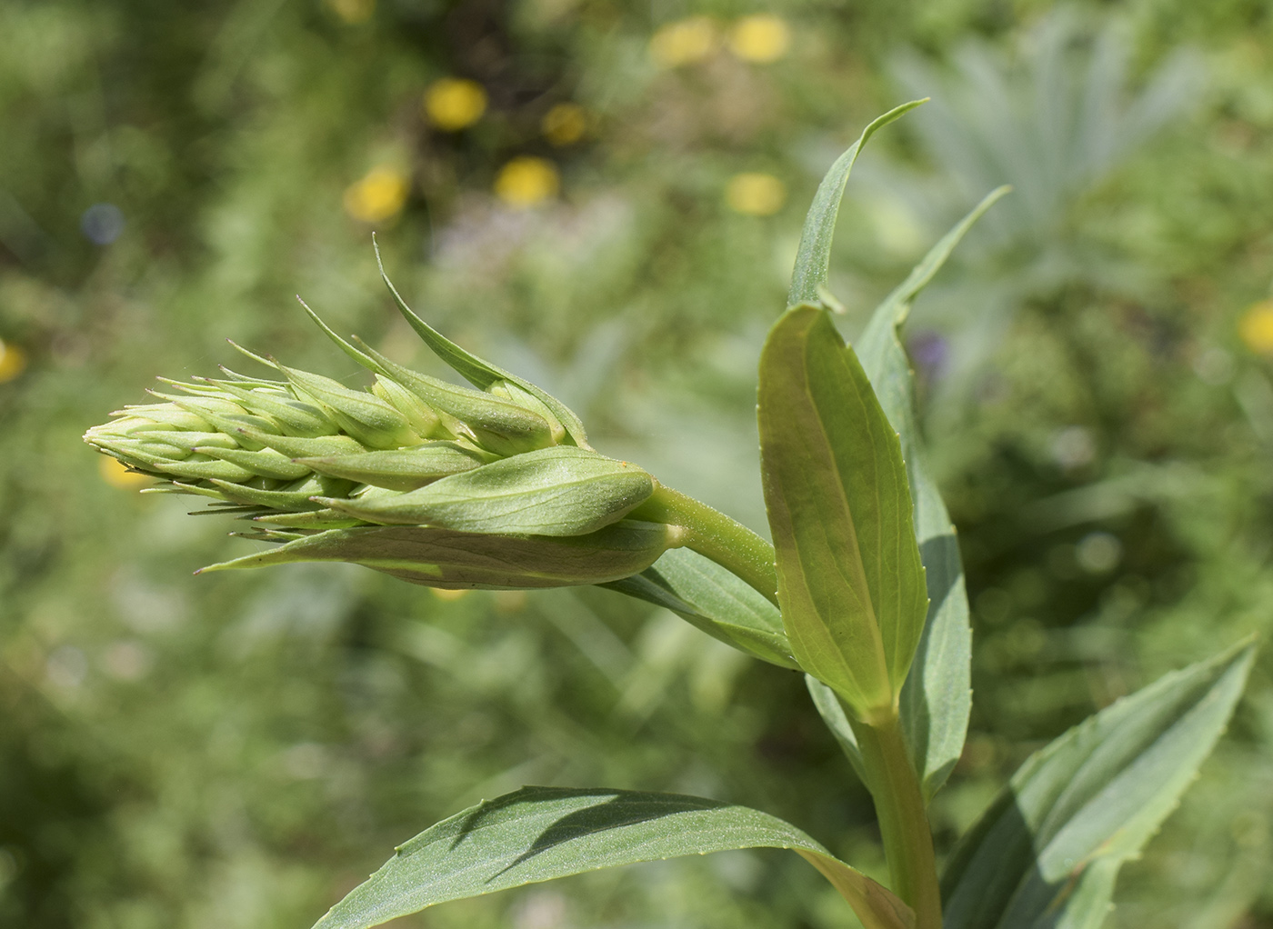 Image of Digitalis lutea specimen.