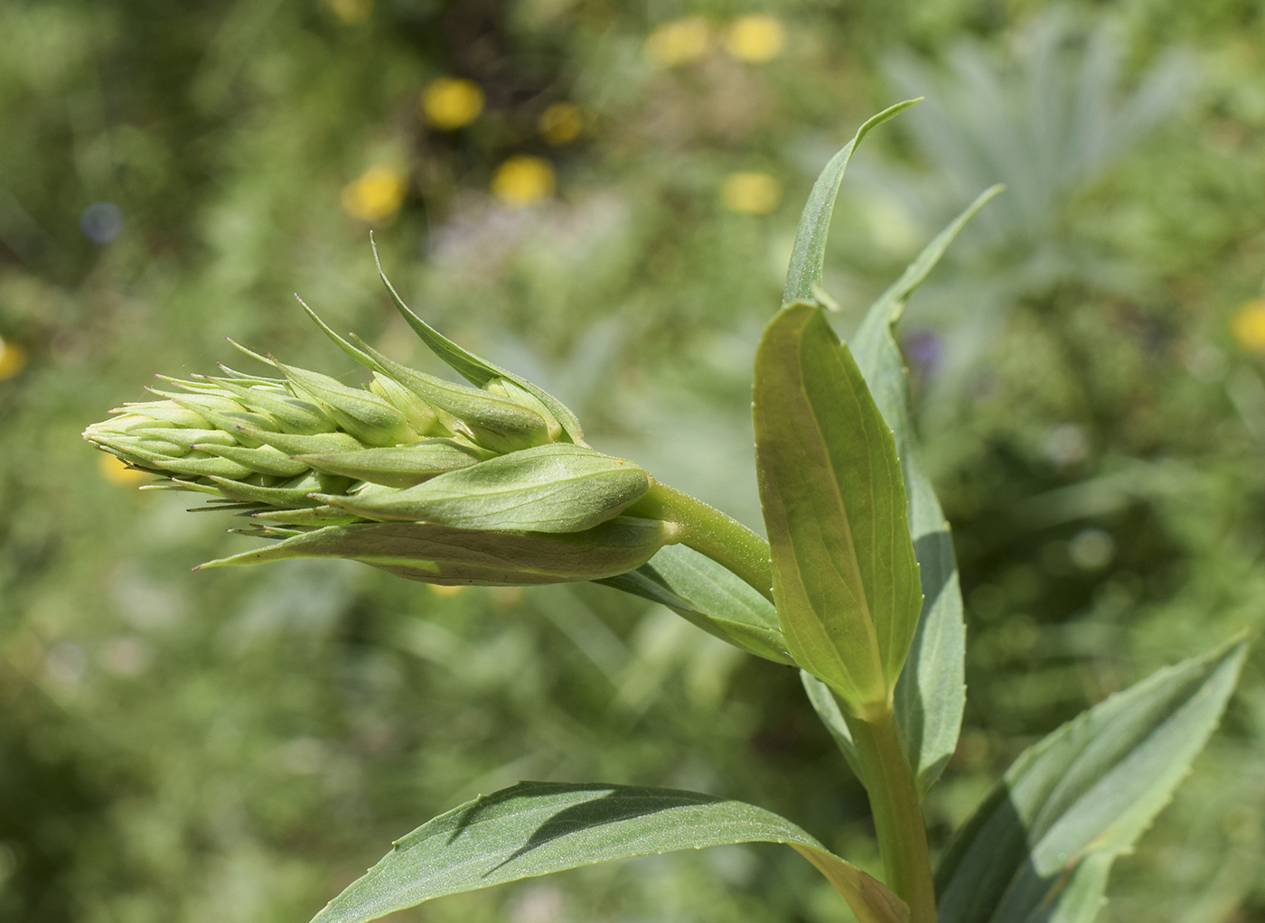 Изображение особи Digitalis lutea.