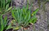 familia Asteraceae. Вегетирующее растение. Крым, Караларский природный парк, долина р. Сююрташ, степь. 09.05.2021.