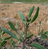 Atriplex gmelinii. Верхушка цветущего растения. Магаданская обл., Ольский р-н, окр. пгт Ола, затопляемая весной морскими приливами дельта р. Ола. 07.07.2023.