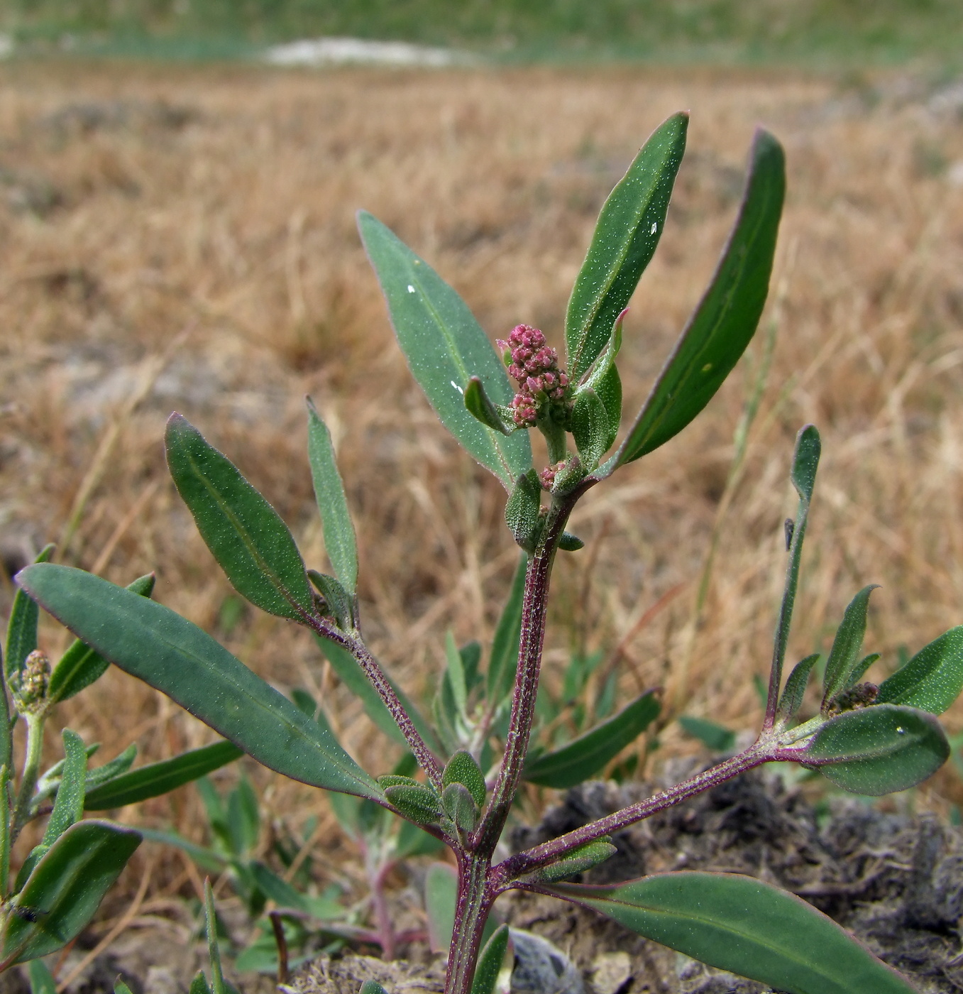 Image of Atriplex gmelinii specimen.