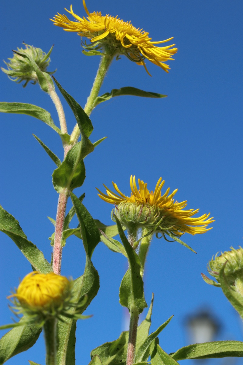 Image of Inula britannica specimen.