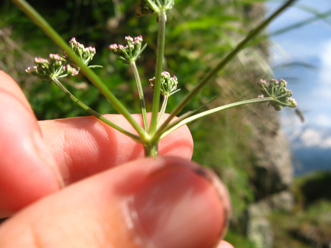 Image of Seseli alpinum specimen.