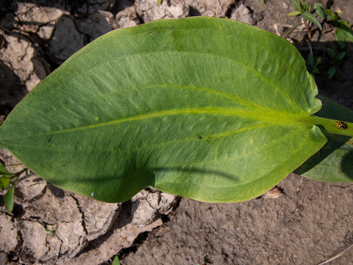 Image of Alisma plantago-aquatica specimen.